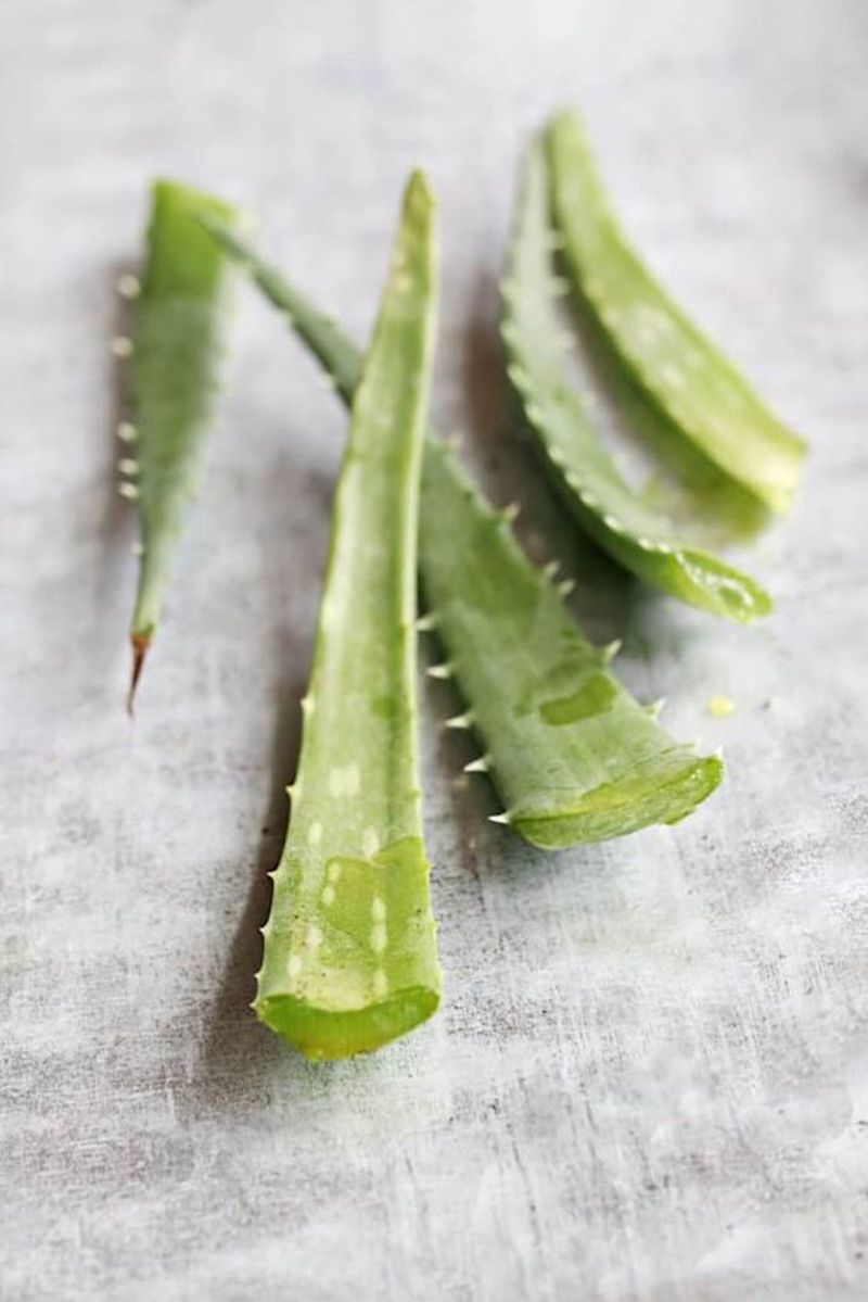 cliomakeup-capelli-secchi-12-aloe