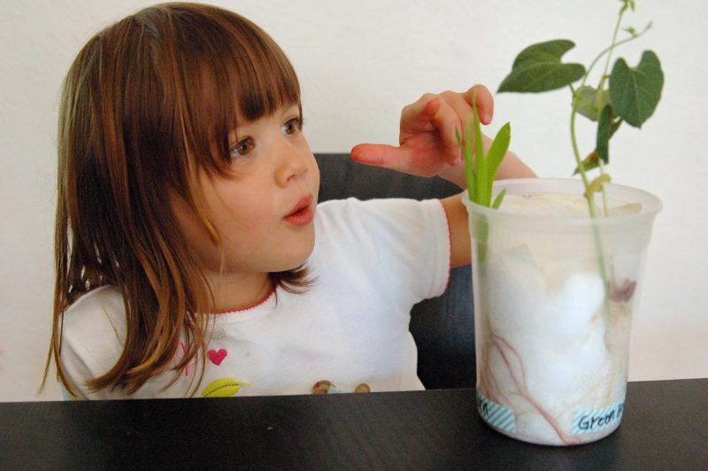 attività da fare a casa con i bambini: far germogliare i fagioli magici