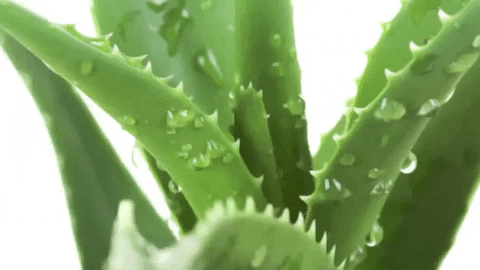 cliomakeup-cuoio-capelluto-teamclio-aloe