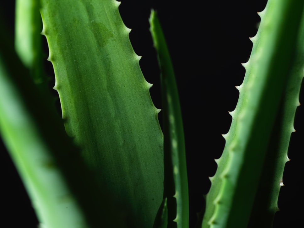 cliomakeup-gomiti-screpolati-12-ALOEVERa