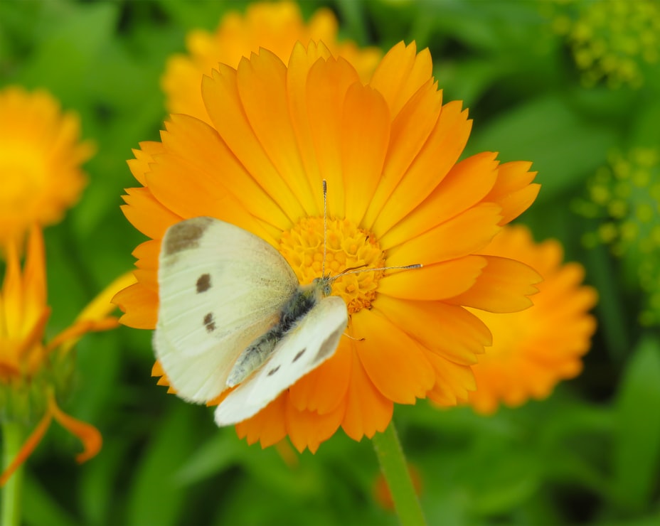 cliomakeup-gomiti-screpolati-13-calendula