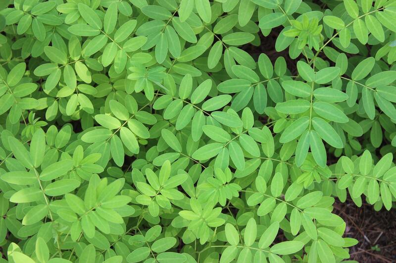 cliomakeup-indigo-henne-nero-indigofera-pianta