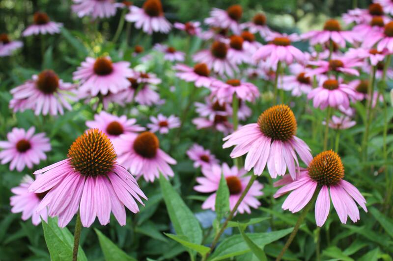 cliomakeup-acne-da-sole-echinacea