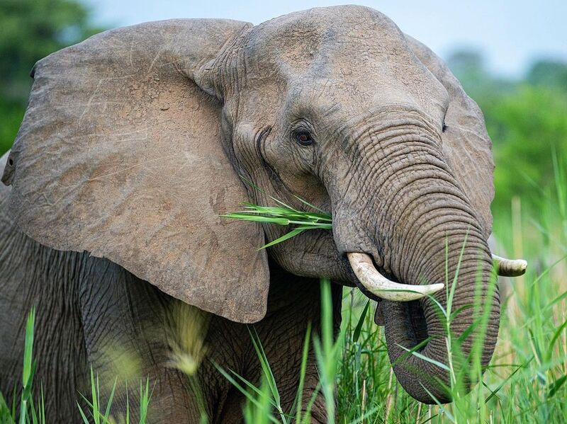 cliomakeup-olio-di-marula-elefante