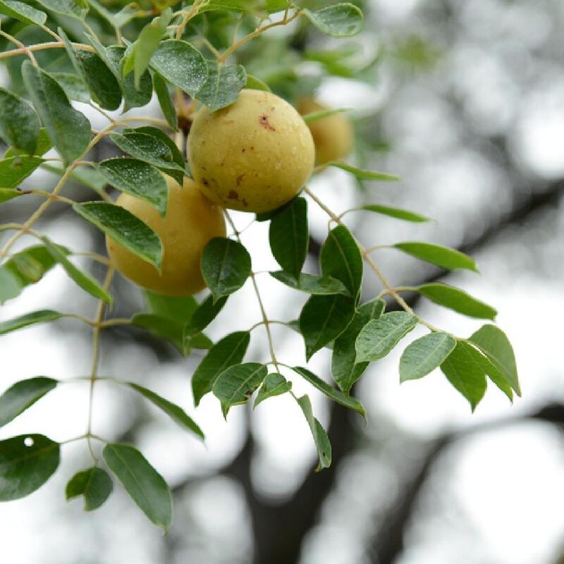 cliomakeup-olio-di-marula-pianta