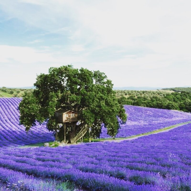 cliomakeup-glamping-in-italia-casa-albero-suite-bleue-lavanda