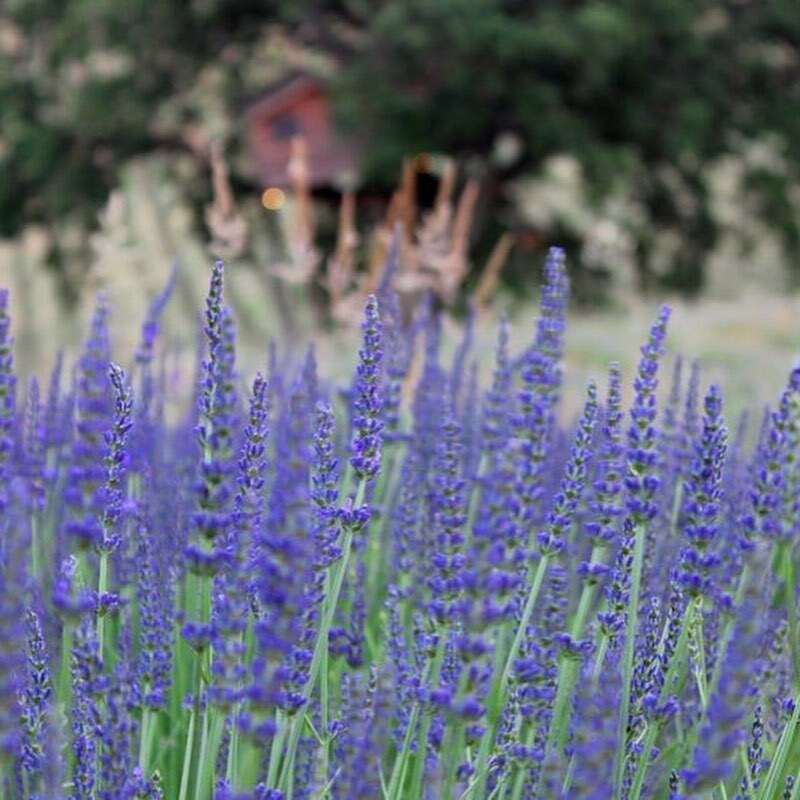 cliomakeup-glamping-in-italia-lavanda-la-piantata