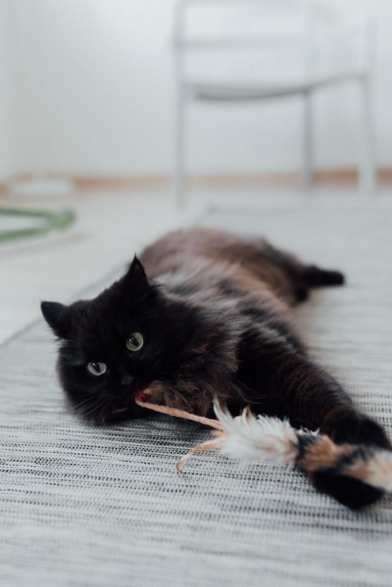 cliomakeup-animali-domestici-bambini-gatto