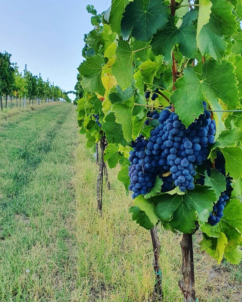 cliomakeup-weekend-bambini-settembre-2021-vendemmia
