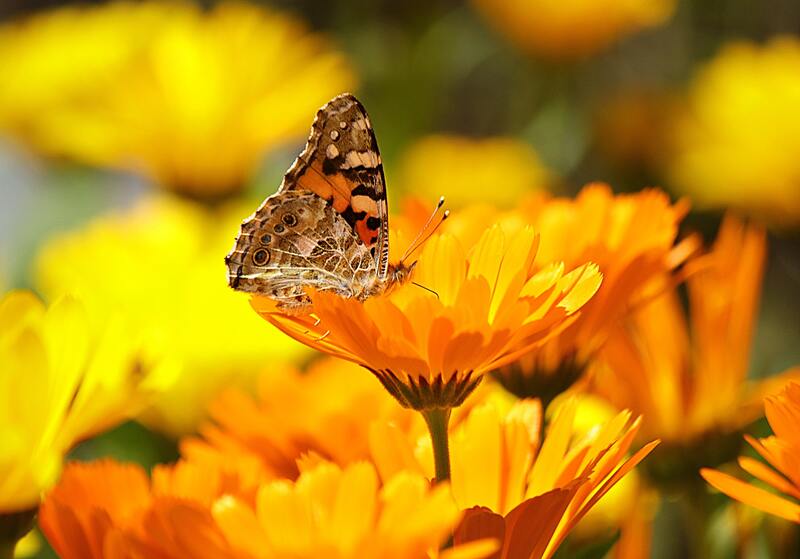 cliomakeup-oli-essenziali-calendula-fiore