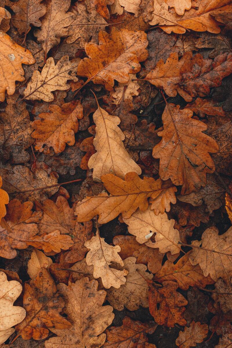 cliomakeup-passeggiate-castagne-bambini-autunno