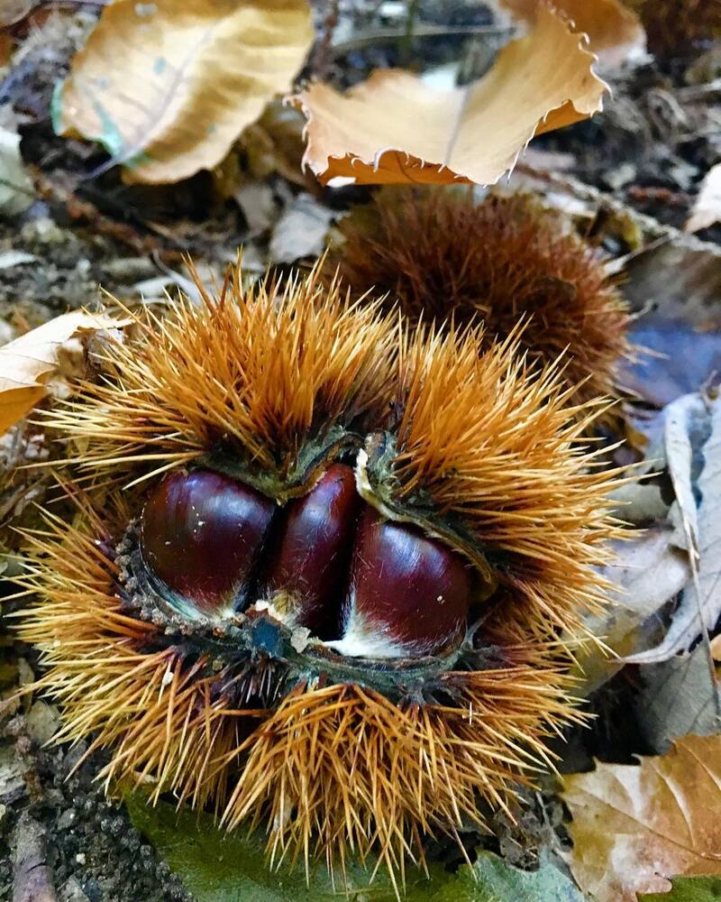 cliomakeup-passeggiate-castagne-bambini-montevecchia-valle-del-curone
