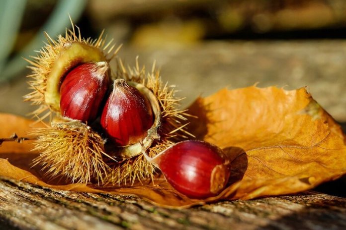 cliomakeup-castagne-fanno-ingrassare-5-alimentazione