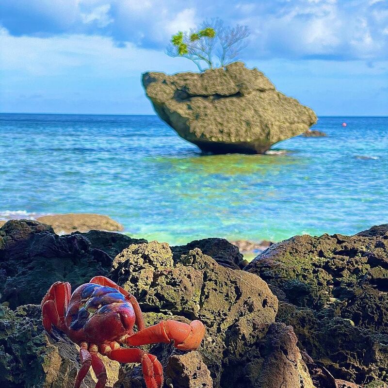 cliomakeup-viaggi-2022-christmas-island