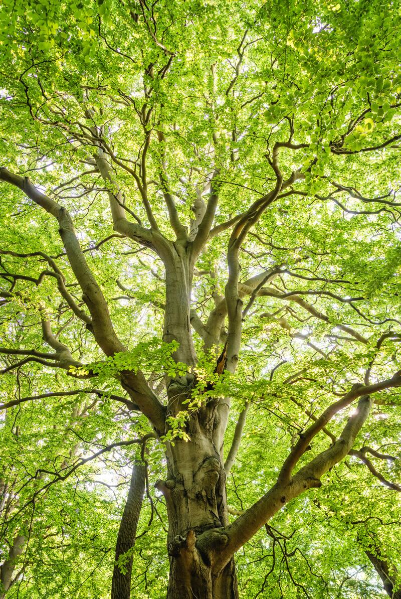 cliomakeup-olio-di-karanja-albero