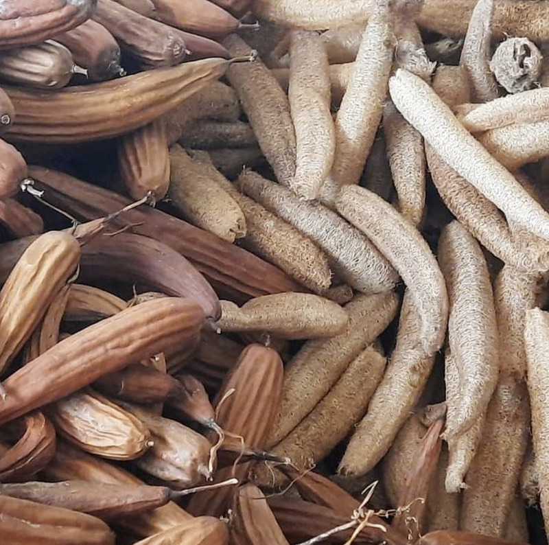 cliomakeup-spugna-di-luffa-italia