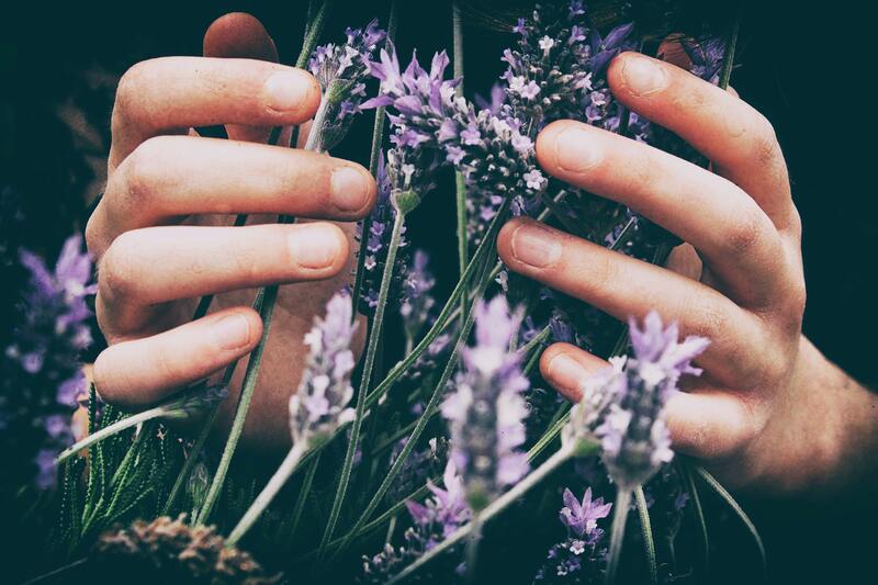 cliomakeup-aromaterapia-lavanda