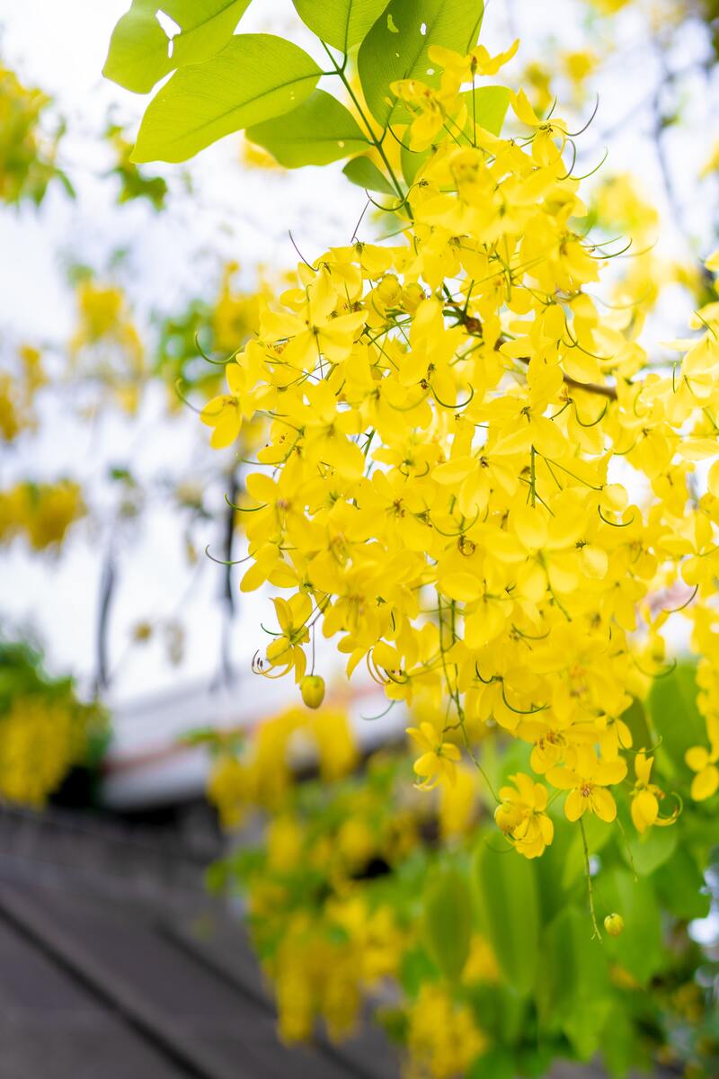 cliomakeup-henne-neutro-cassia-obovata-pianta