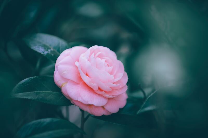cliomakeup-olio-tsubaki-camelia-giapponese-camelia-japonica