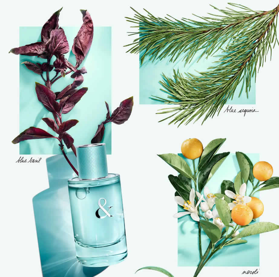 cliomakeup-profumi-basilico-6
