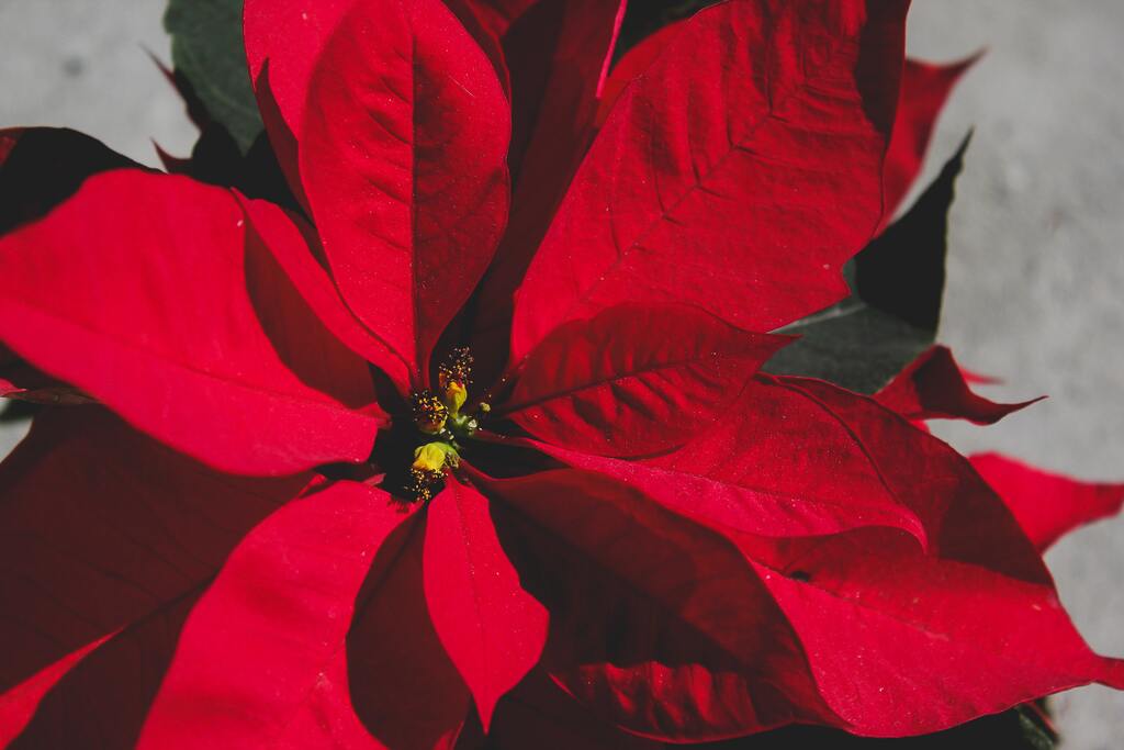 cliomakeup-come-curare-stella-di-natale