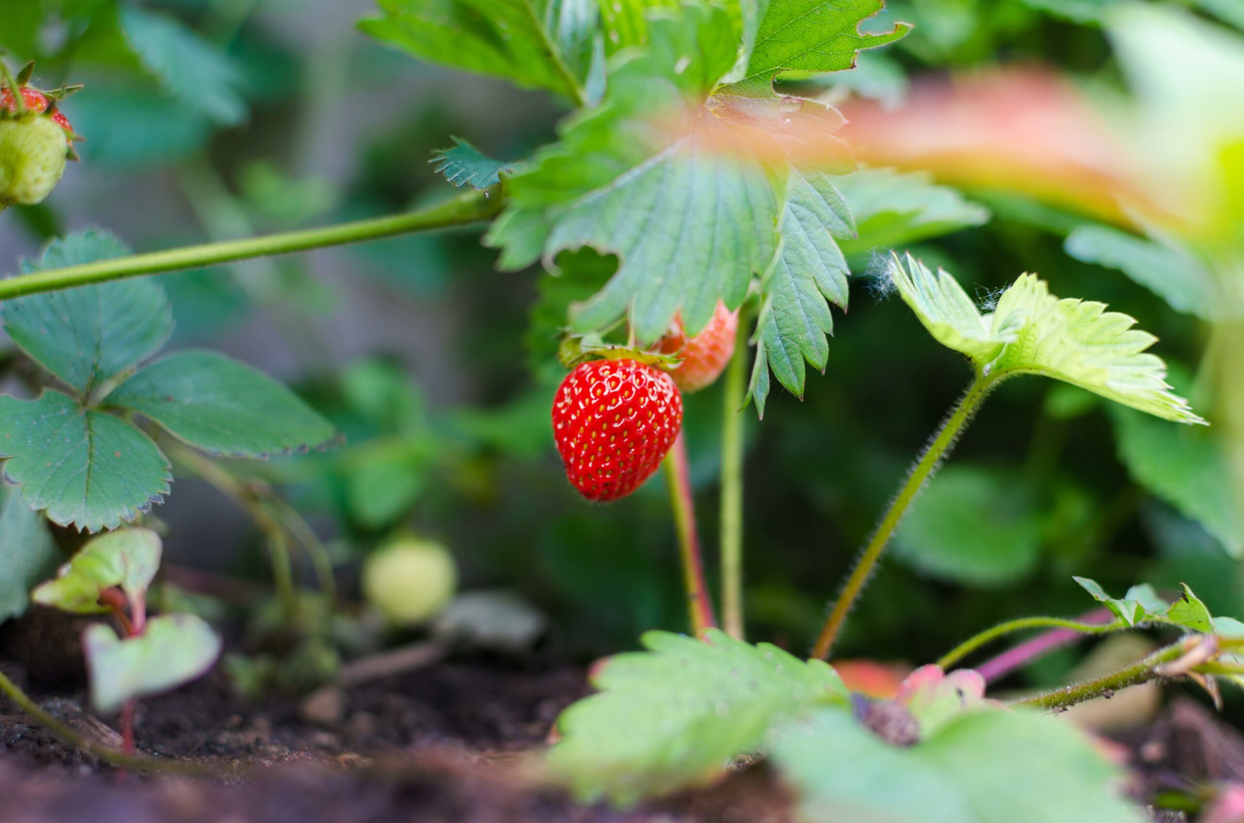 Cliomakeup-frullati-frutta-verdura-fragole