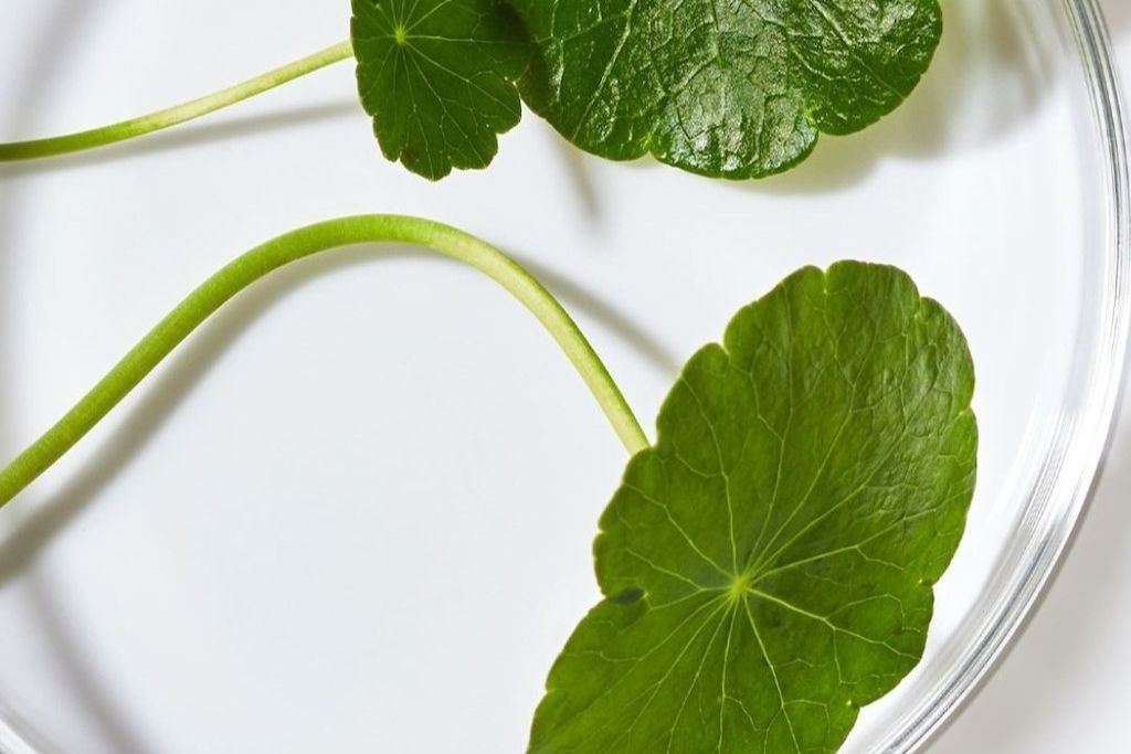 cliomakeup-centella-asiatica-cover