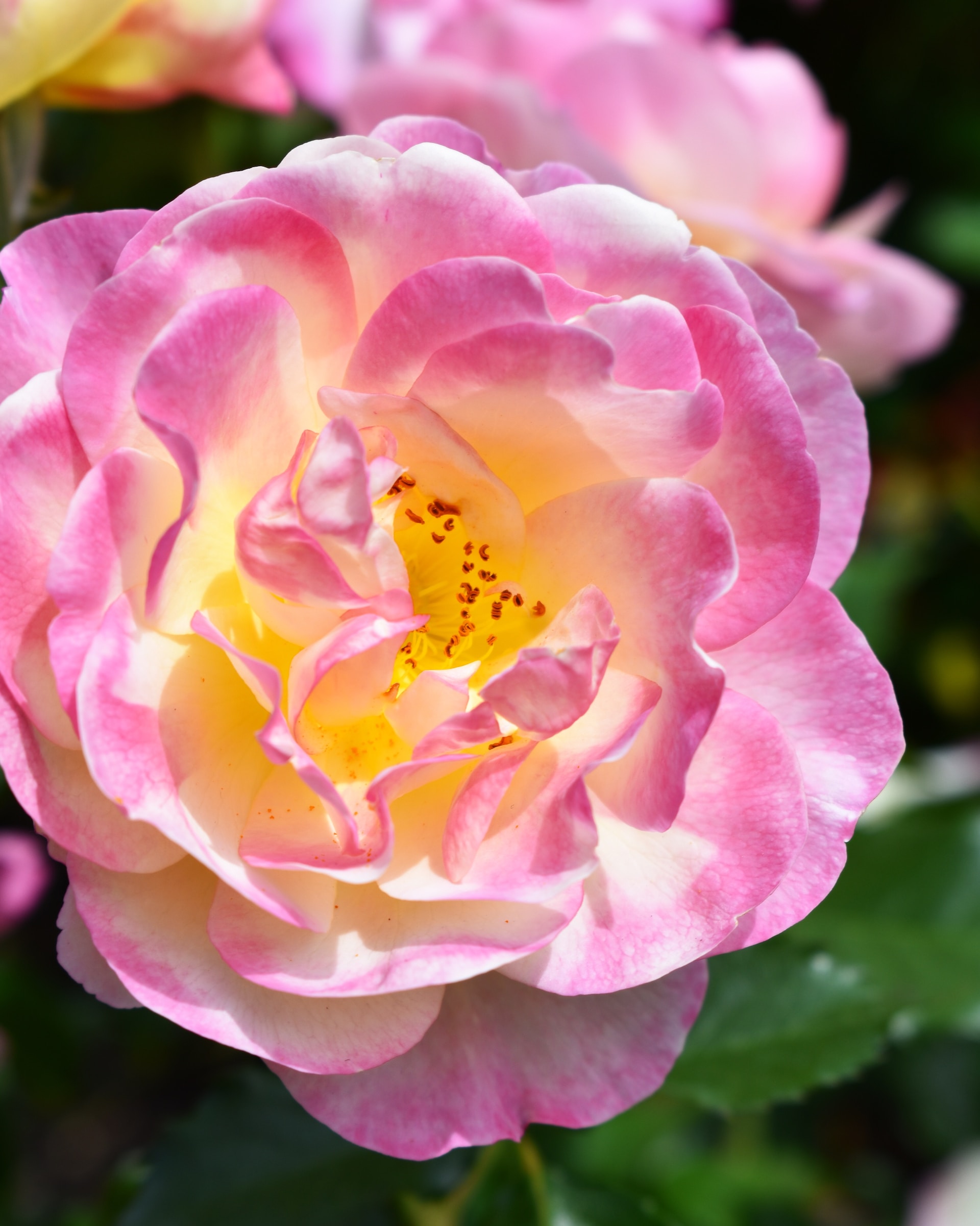 cliomakeup-rosa-damascena-2