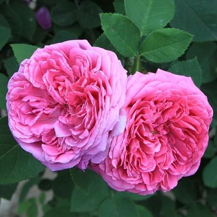 cliomakeup-rosa-damascena-4