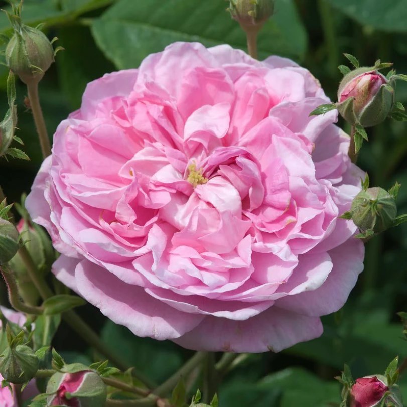 cliomakeup-rosa-damascena-5