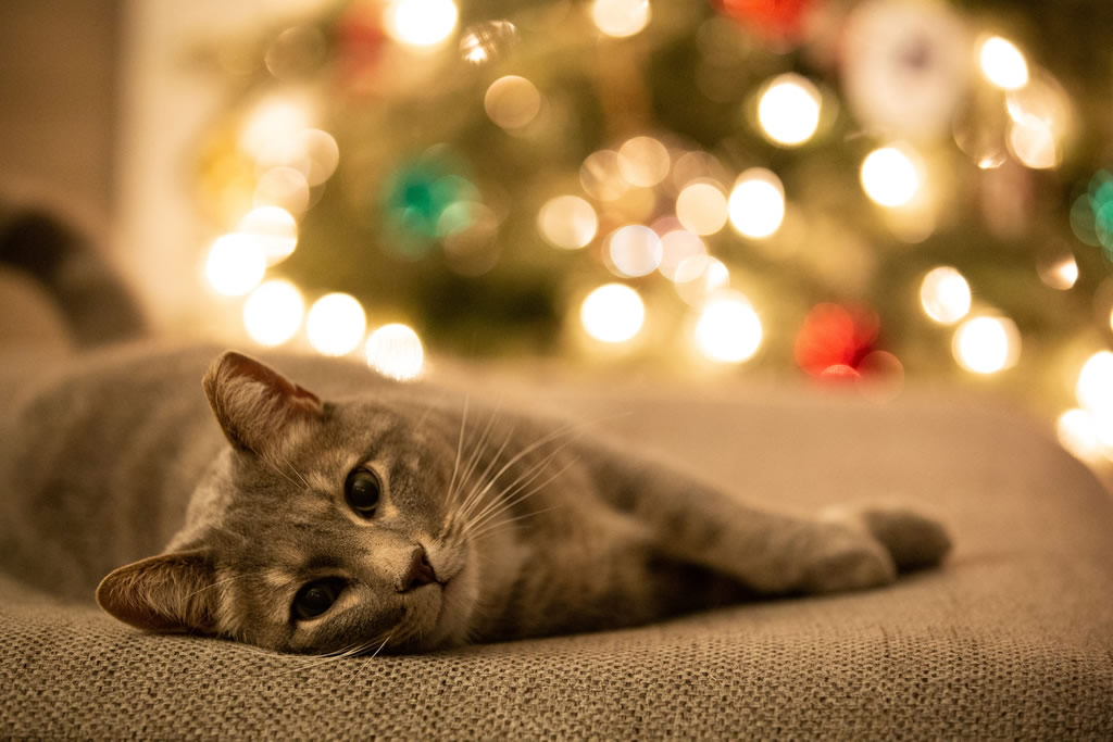 cliomakeup-albero-natale-gatto-1-copertina