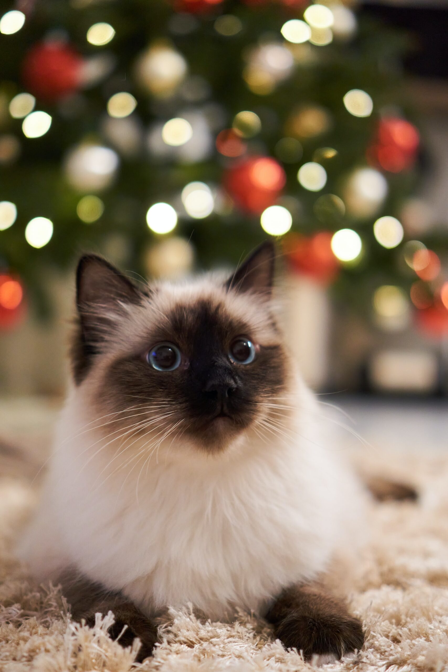 cliomakeup-albero-natale-gatto-3