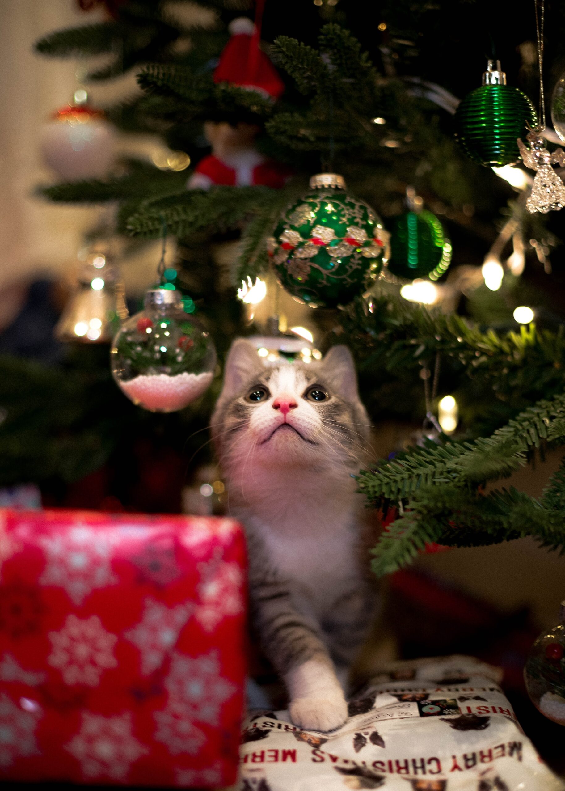 cliomakeup-albero-natale-gatto-4