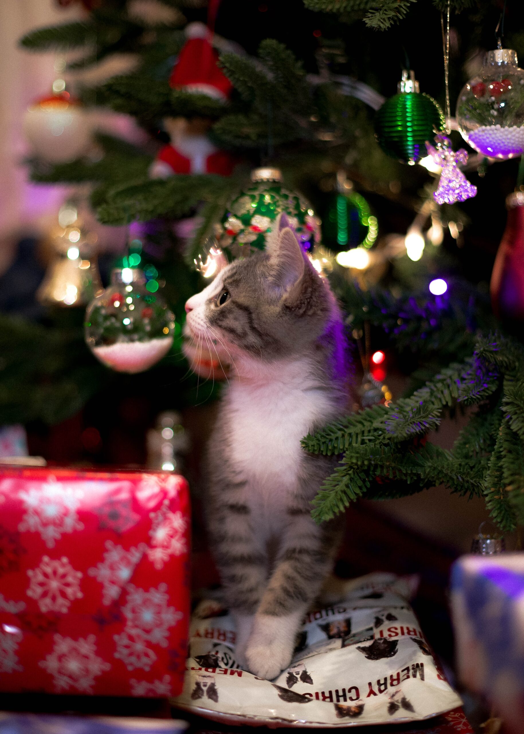 cliomakeup-albero-natale-gatto-7
