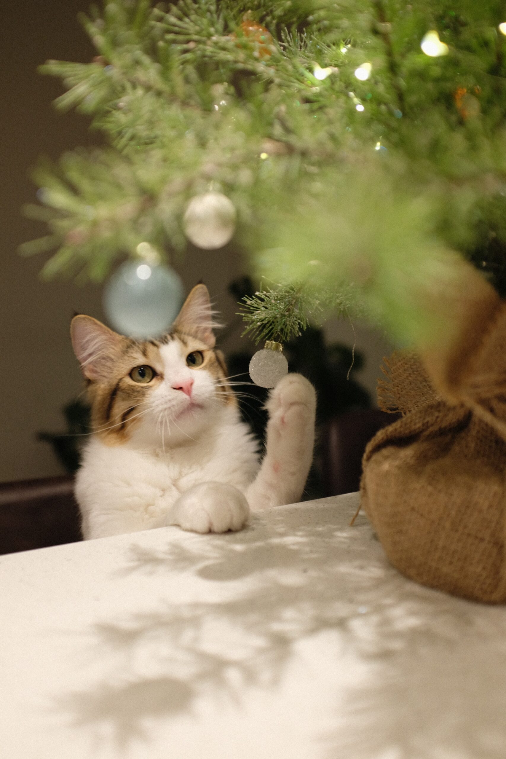 cliomakeup-albero-natale-gatto-8