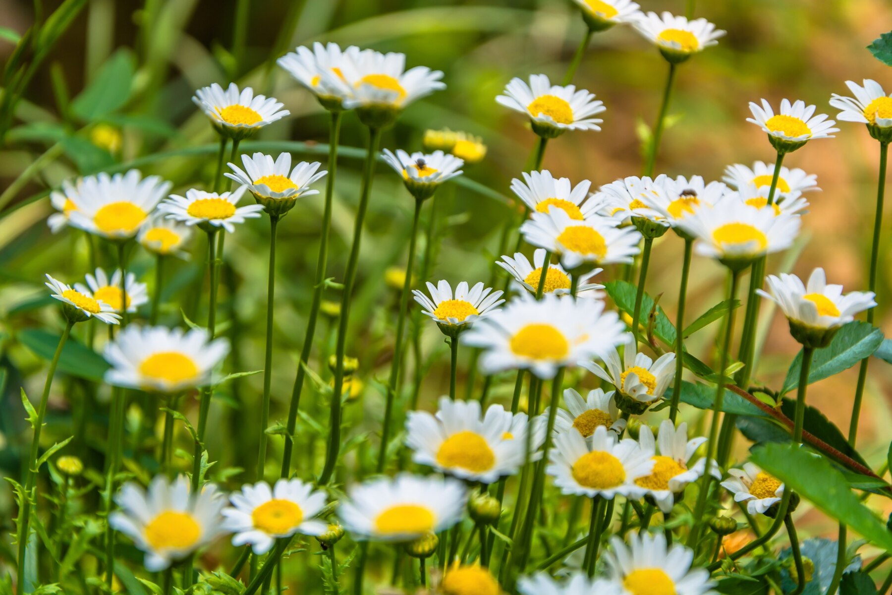 Cliomakeup-primavera-consigli-naturopatia-emozioni