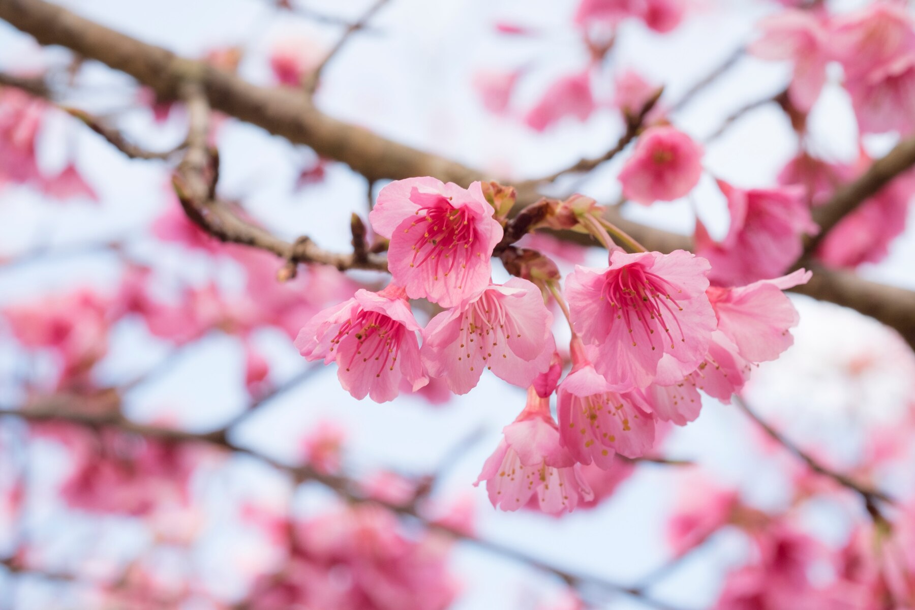 Cliomakeup-primavera-consigli-naturopatia-fioritura