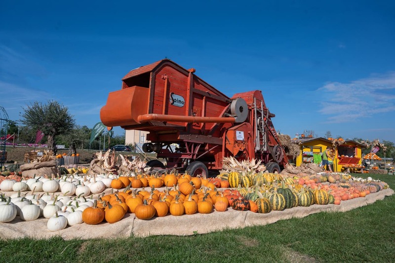 campi-di-zucche-flover-farm-bussolengo